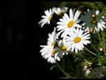 Fiori sul bordo